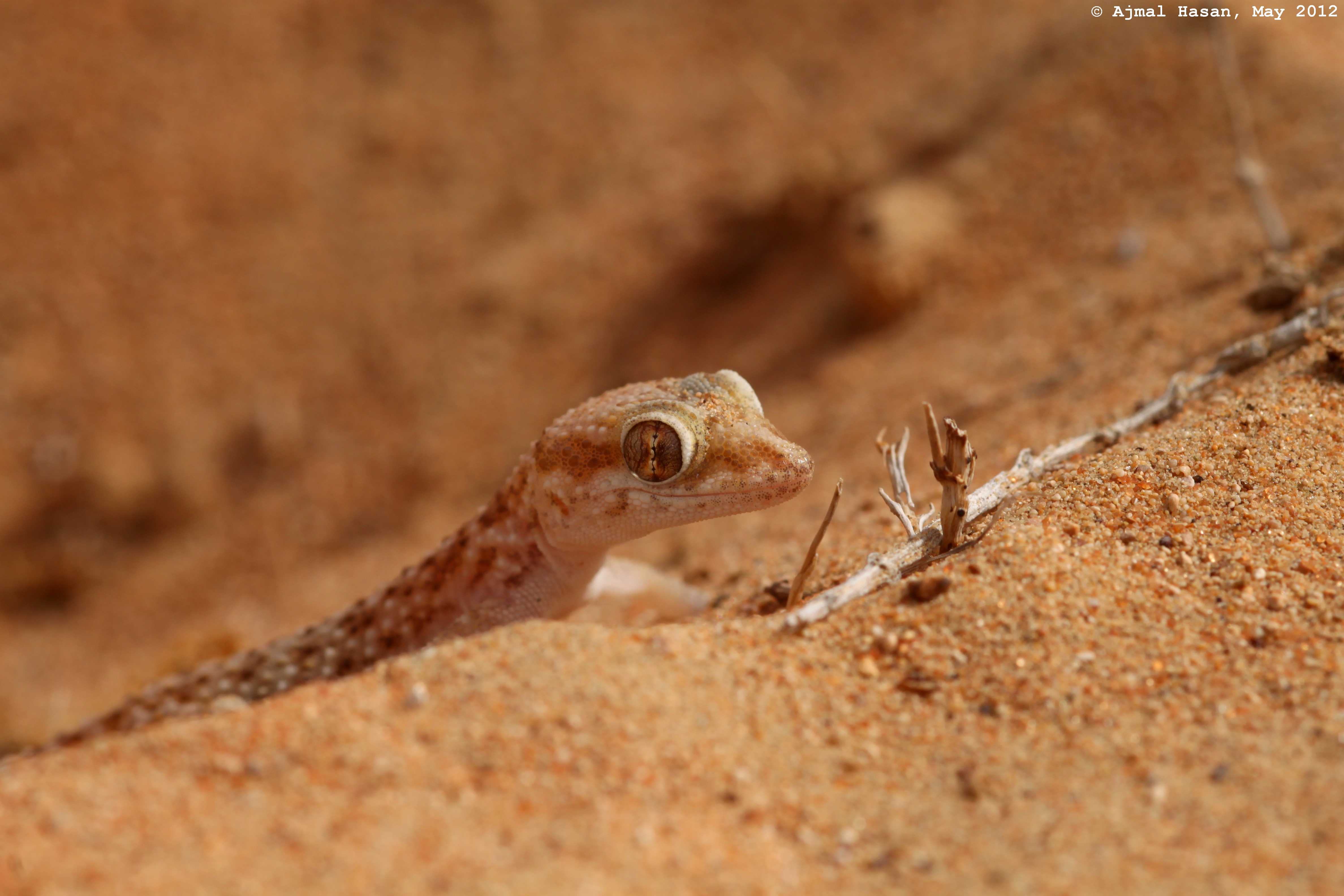 Baluch ground gecko striking a pose