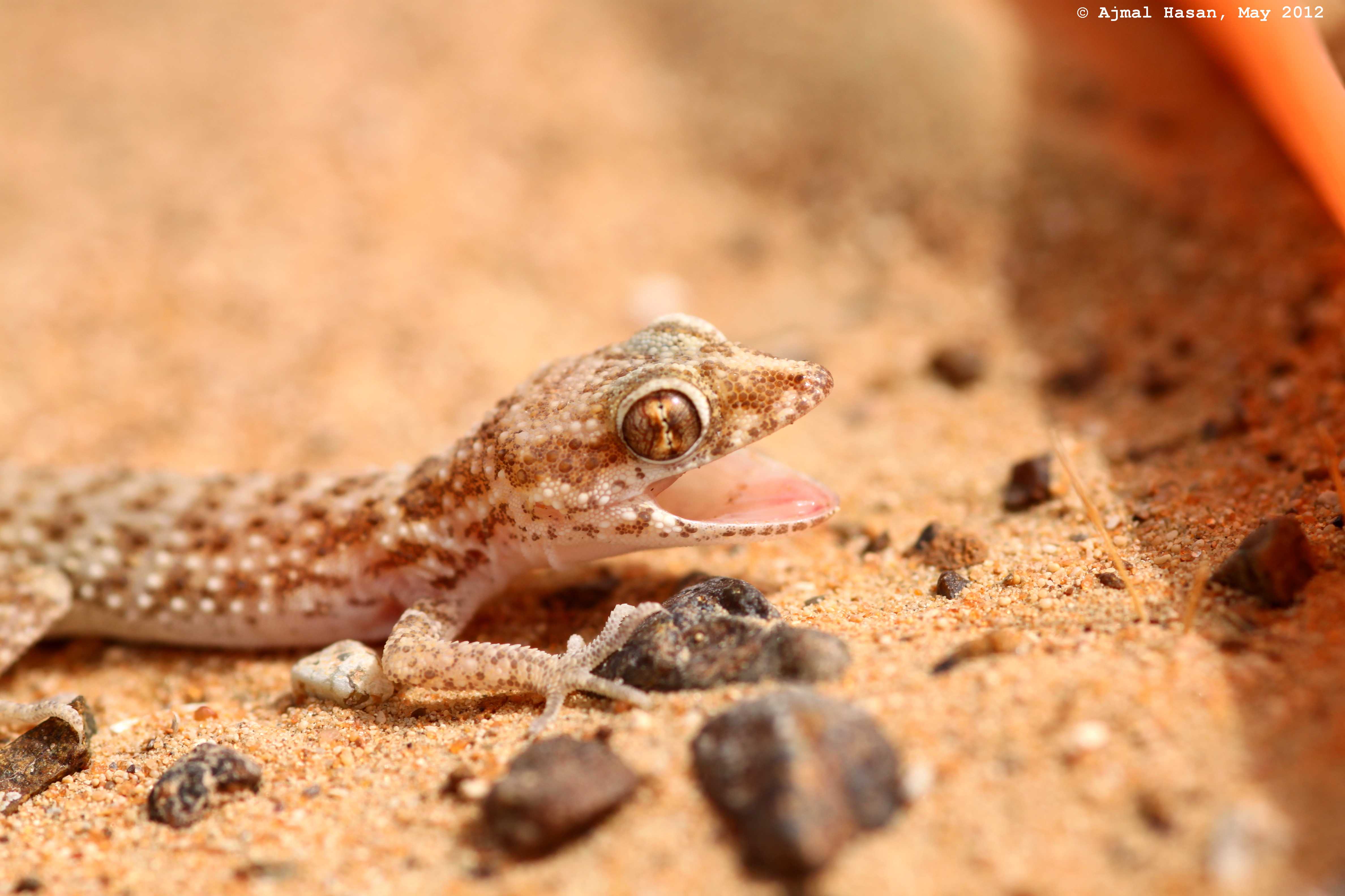 Baluch ground gecko striking a pose