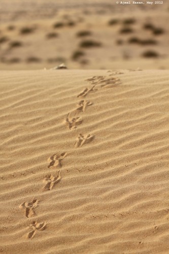 Brown-necked Raven tracks up a dune