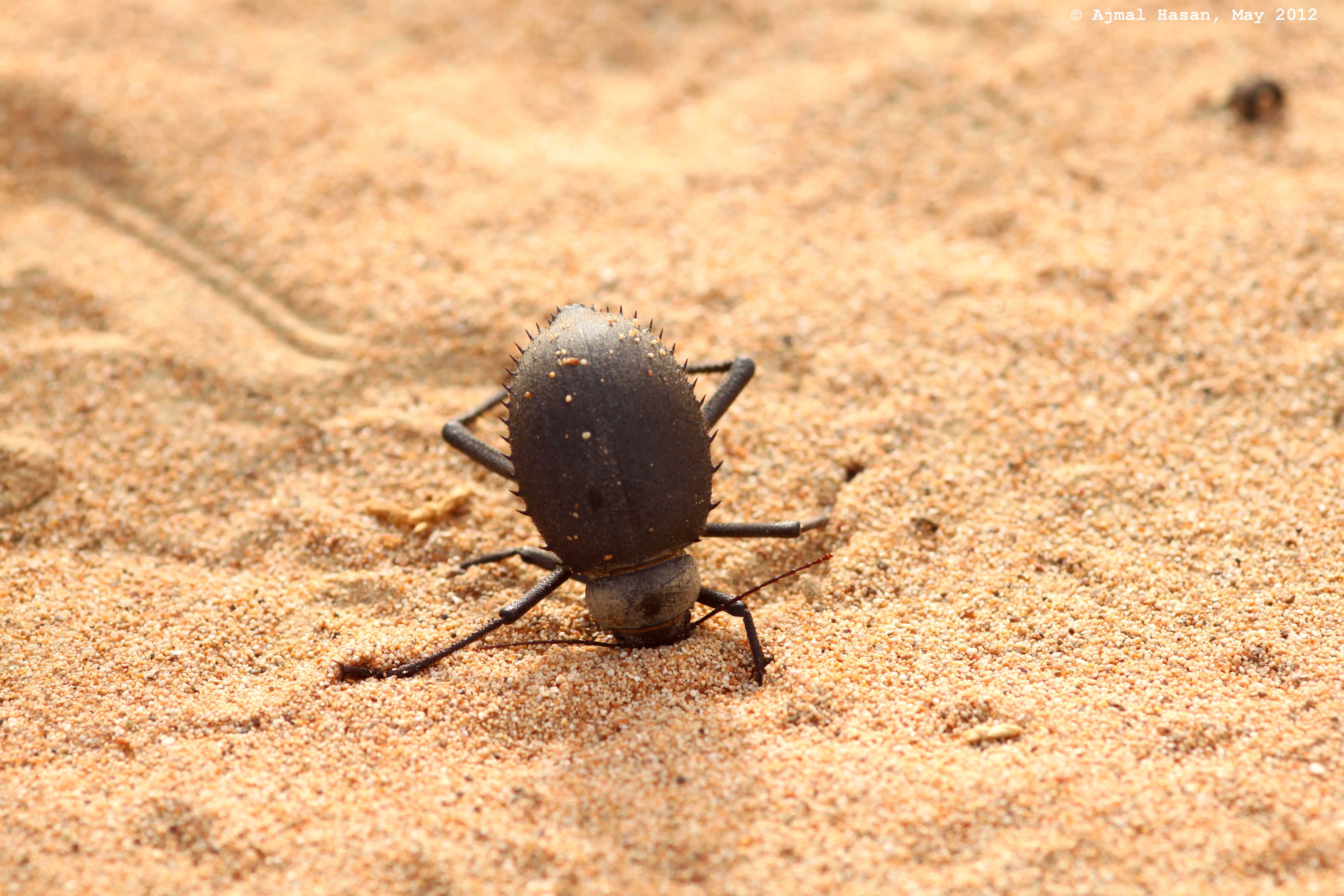 Defense Posture beetle