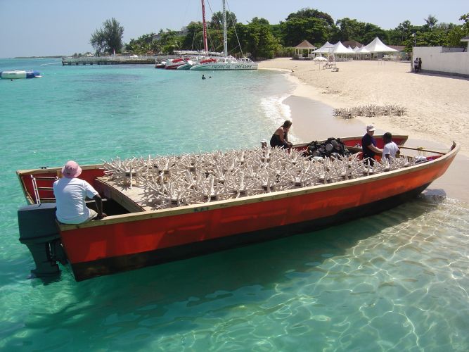 ecoreef ceramic coral reef