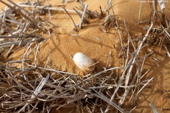 Suspect sand snake egg