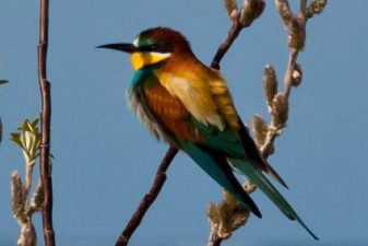 Banded Israeli Bird Suspected of Espionage in Turkey