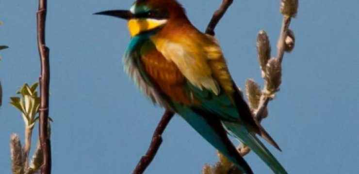 european-bee-eater2.jpg