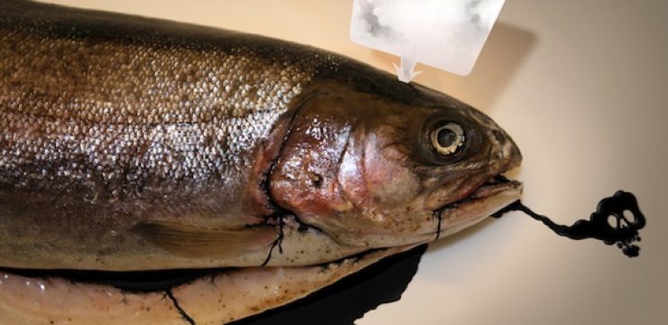 fish-sick-from-oil.jpg