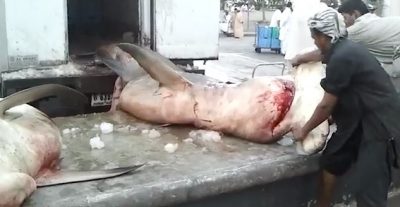 This amazing hammerhead shark will be finned