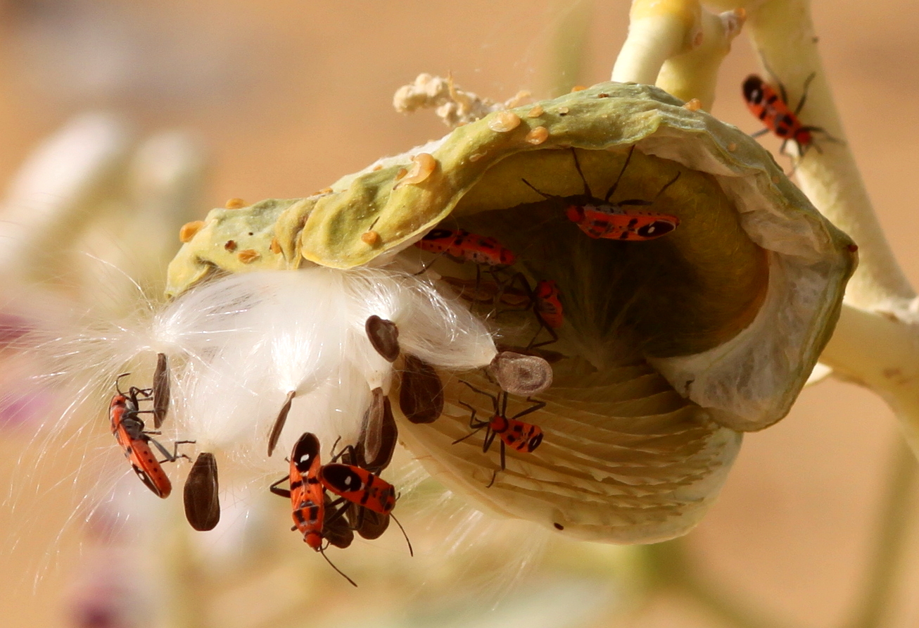 bugs crop sharjah desert