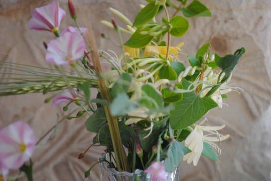 image-honeysuckle-bindweed