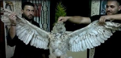 Jordan: Two Men Boast About Killing Owl