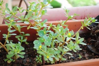 Purslane recipe: Verdolaga con queso