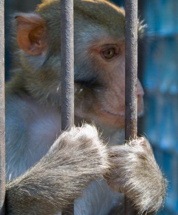 monkey behind bars