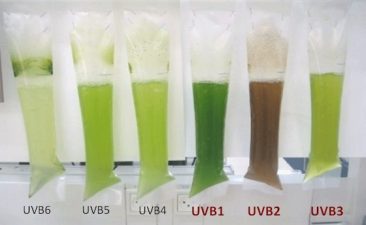 UniVerve Chooses Microalgae For Award-Winning Biofuel Business