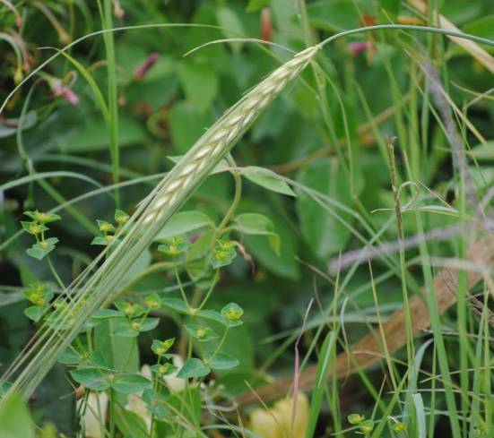 image-wild-wheat-israel