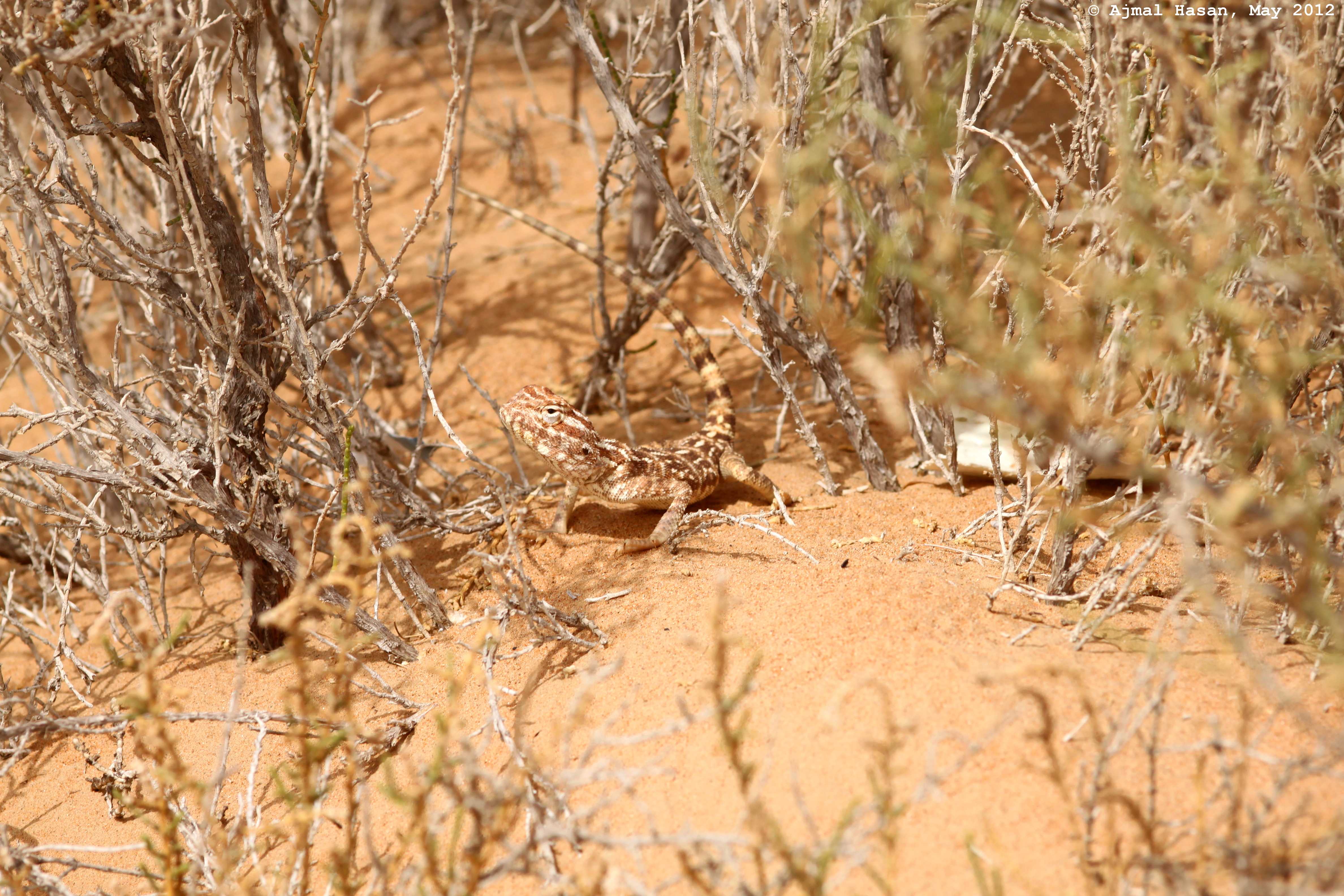 Yellow spotted agama