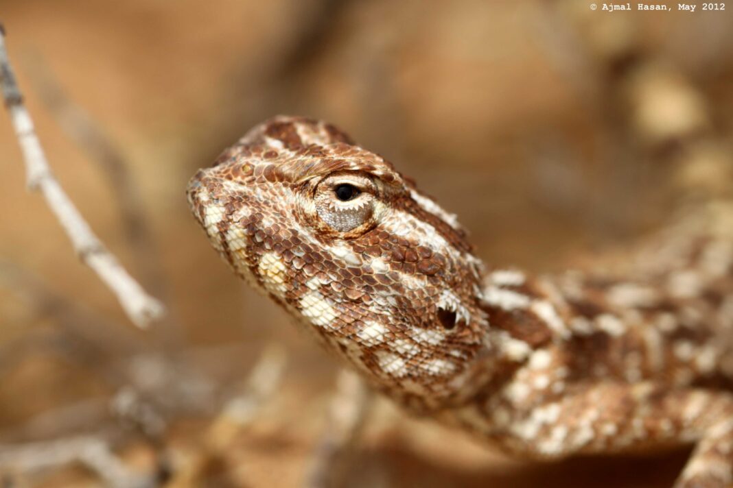 Field Notes from a Sharjah Desert Summer Trek