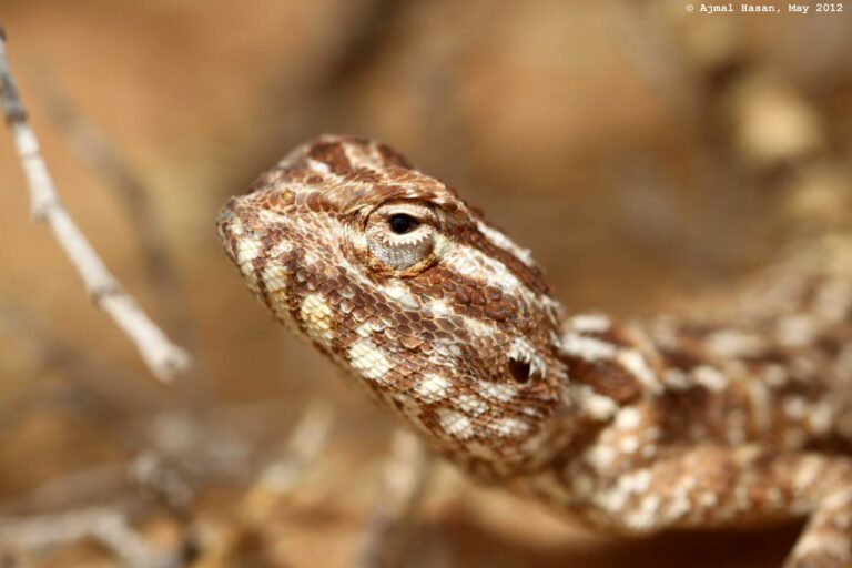 Field Notes from a Sharjah Desert Summer Trek