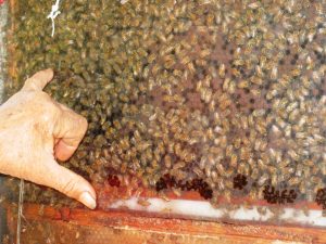 Beeologics Tests Its Antivirals on Collapsing Bee Populations