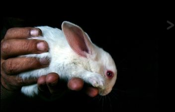 Breeding Bunnies for Food and Fur in Egypt