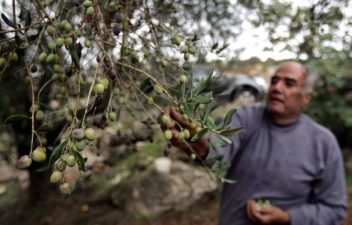 Olive Prices Hit Hard – Explained