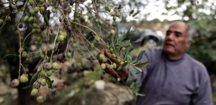 Olives_Lebanon_pic_1.jpg