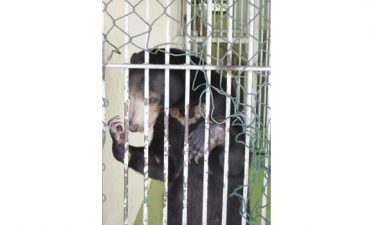 Caged Bear in Saudi Arabia Needs Rescuing