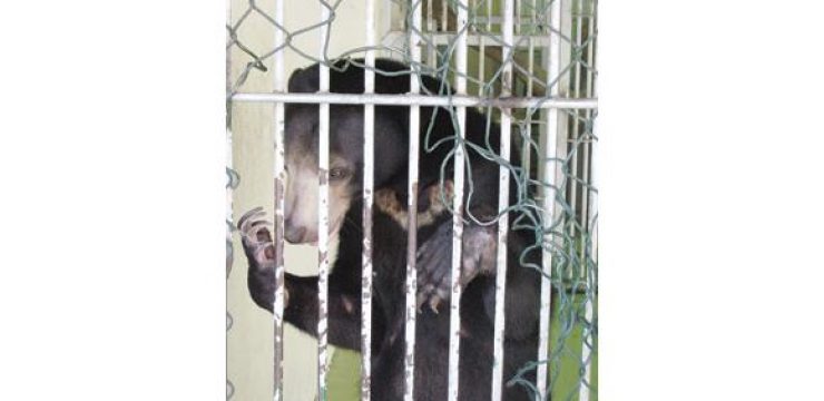 caged-bear-saudi-arabia.jpg