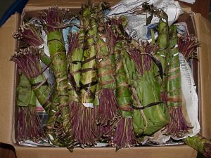 Khat Juice is Pumping Up Israeli Hipsters at a Price