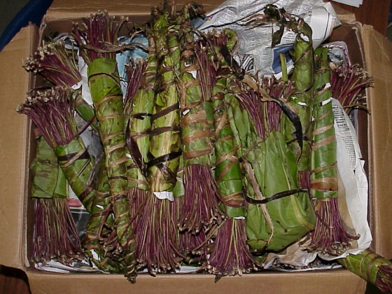 narcotics, drugs, khat, Yemen, Israel, food, health