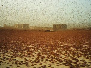 Desert Locusts Swarm West Africa Following Gaddafi’s Fall
