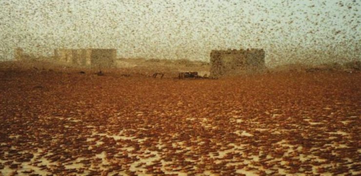 locust-swarm-mauritania1.jpg