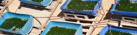 algae israel univerve