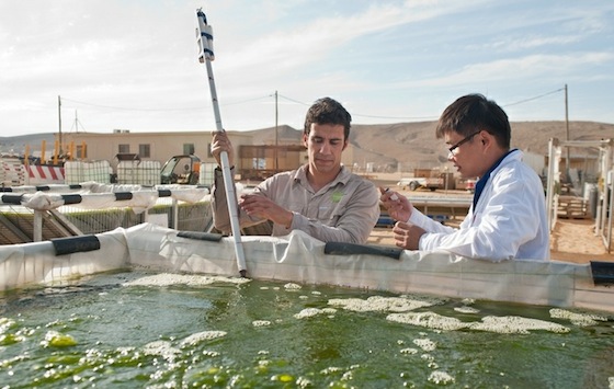algae israel univerve olls
