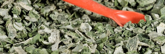 univerve algae biofuel