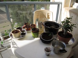 Cherish AC water runoff