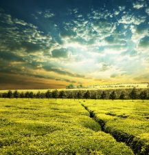 Israeli Business Boosts Agriculture in Kenya