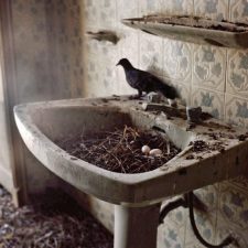 Qatar’s City of Birds and Islam’s Teachings On Animals (INTERVIEW)