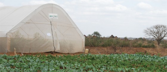 amiran tent kenya israel greenhouse