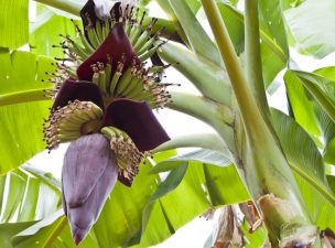 Bananas to Cure Our Minds and Bodies?