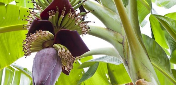 banana-pods-blossoms-tree.jpg