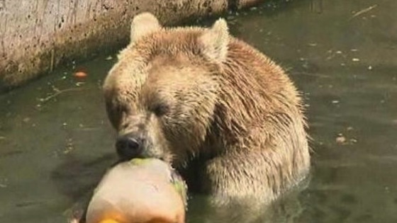 bear popsicle israel zoo
