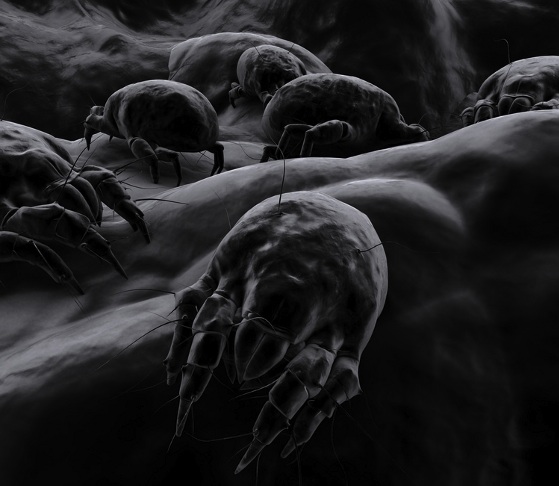 dust mites allergens, better air filter, israel, 3d, acarian, acarine, allergy, bed, bite, bug, dirty, dust, dusty, electron, hygiene, insect, marco, micro, mite, skincells, unhygienic