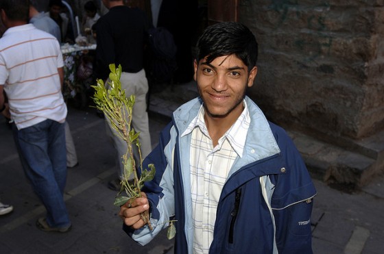 khat, Yemen, youth, illiteracy, education, water shortage, addiction