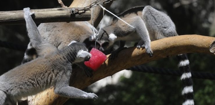 lemurs-popsicles.jpeg