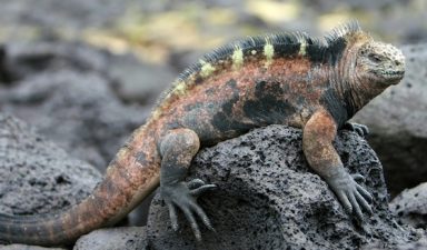 EcoBasalt’s Volcanic Rock Fabric to Clean Oil Spills