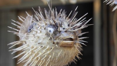 Arothron’s Underwater Compressed Air Storage Could Fill Gaps in the Grid