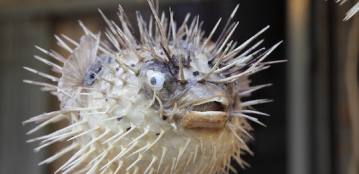 pufferfish-israel-underwater-compressed-air-storage.jpg
