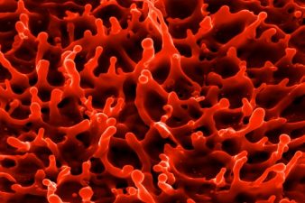 Biodegradable Transistors from Blood, Milk and Mucus Protein