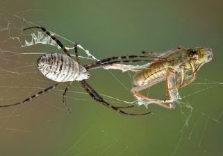 Grasshopper Stress Changes Local Environment