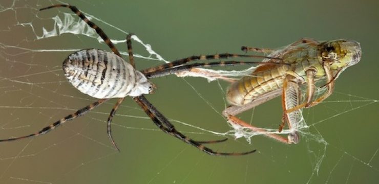 spider-grasshopper-web.jpg