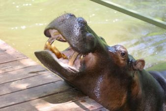 Africa’s Most Dangerous Animal to Greet Eid Vistors at Gulf Zoo